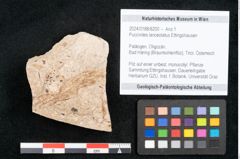 Foto (Objekt + Etikett) von Puccinites lanceolatus Ettingshausen (NHMW-GEO-2024-0188-8200)